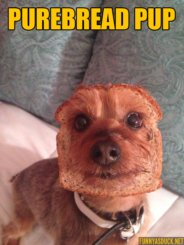 Purebread Pup