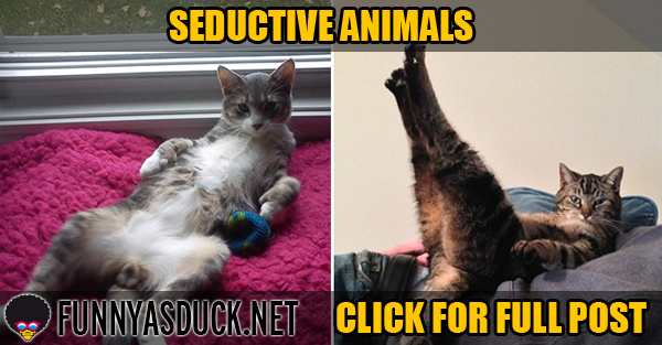 Seductive Animals
