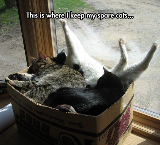 Spare Cats