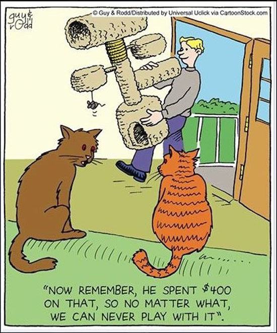 New Scratching Post