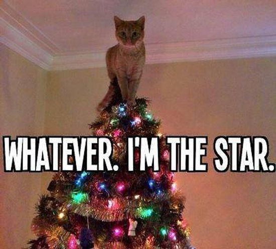I'm The Star