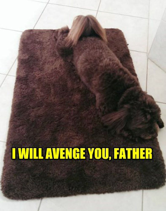 I Will Avenge You