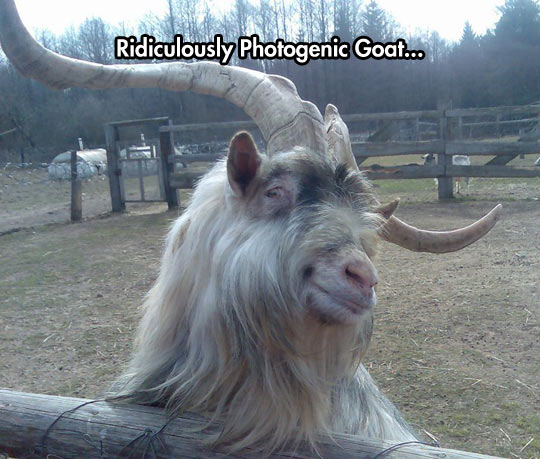 Ridiculously Photogenic Goat