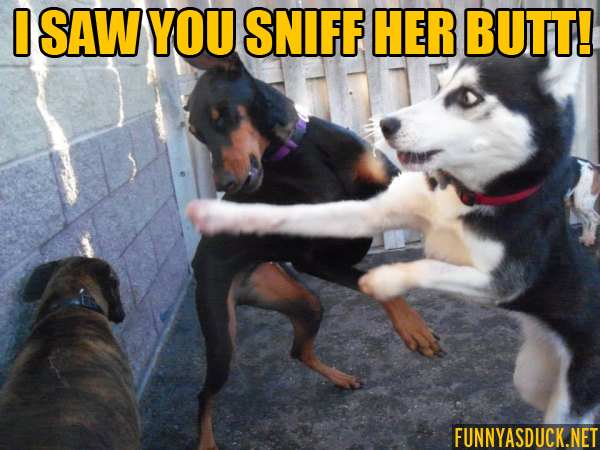 Dog Fight