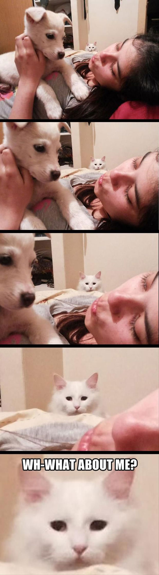Jealous Kitty