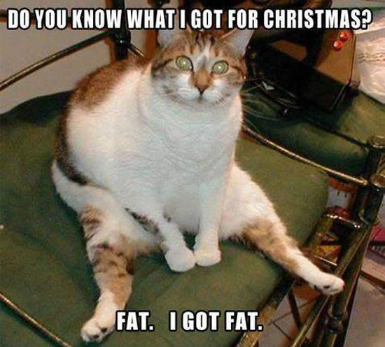 Fat Cat