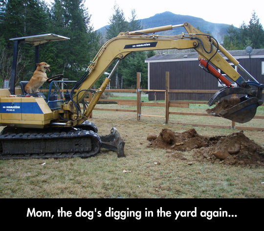 The Dog Is Digging
