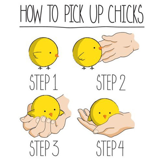 How To Pick Up Chicks