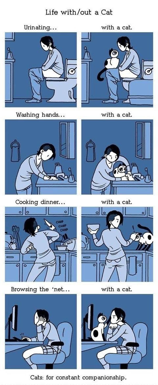 Living With A Cat
