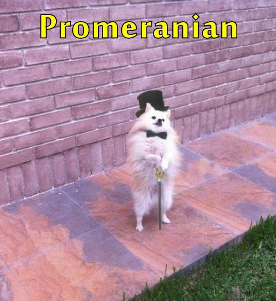 Promeranian