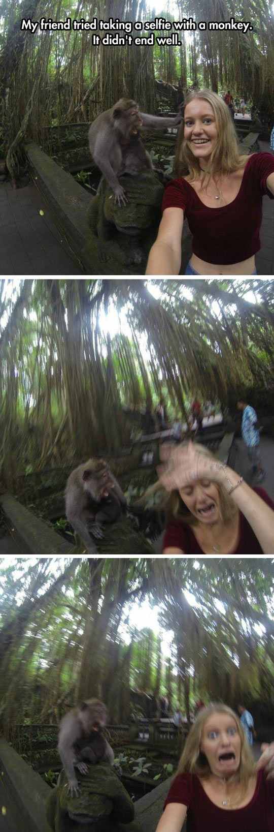 Monkey Selfie