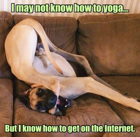 Yoga Dog