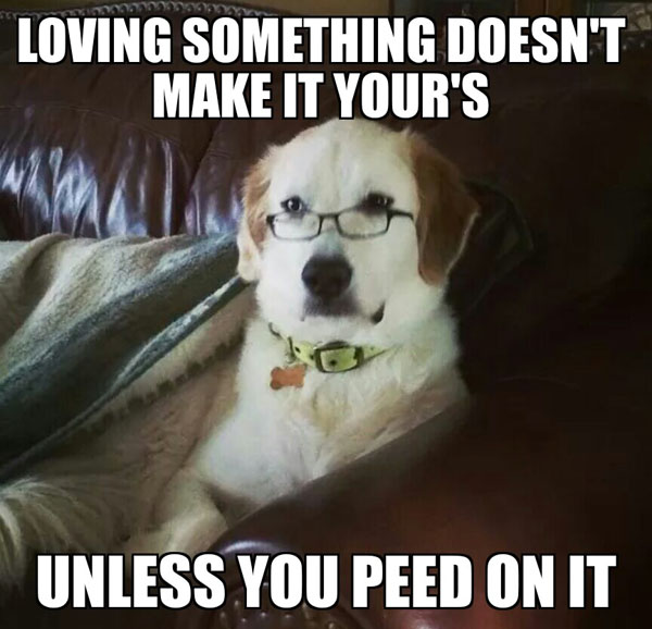 Dog Wisdom