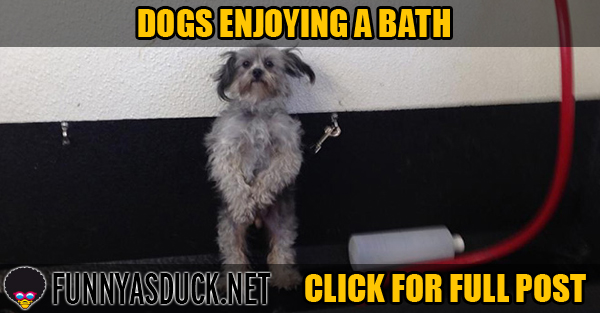 Dogs Enjoying A Bath