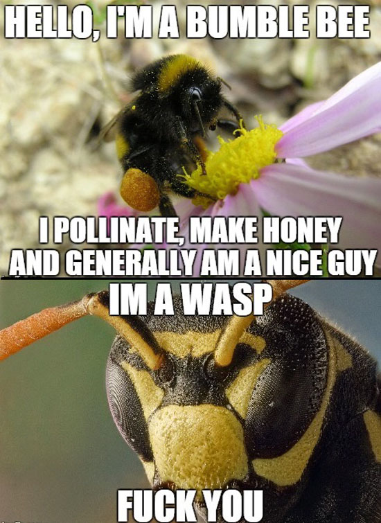 Bumble Bee Vs Wasp