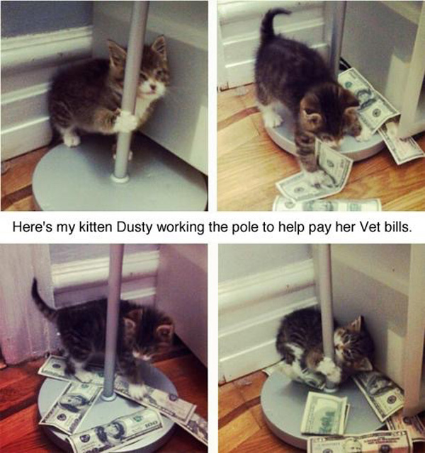 Kitten Pole
