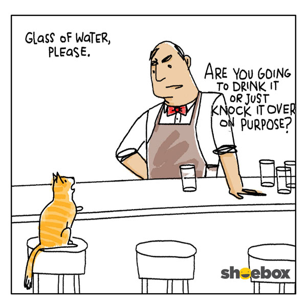 A Cat Walks Into A Bar