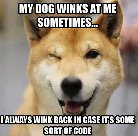 Dog Winks