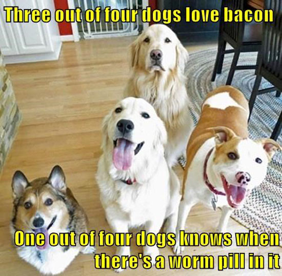 Dogs Love Bacon