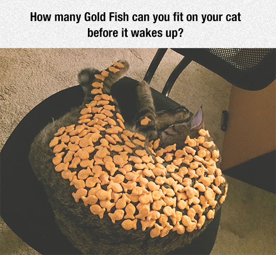Gold Fish Challenge