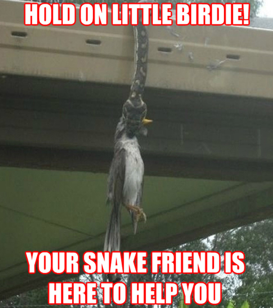 Good Guy Snake