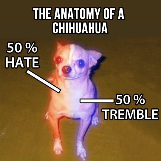 The Anatomy Of A Chihuahua