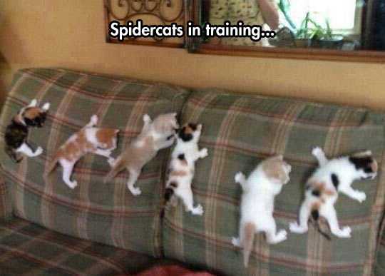 Spidercats