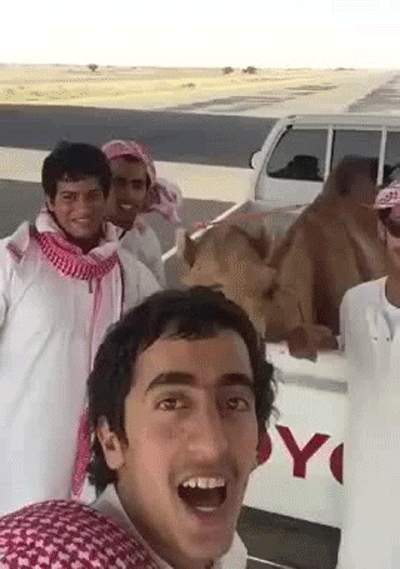 This Camel