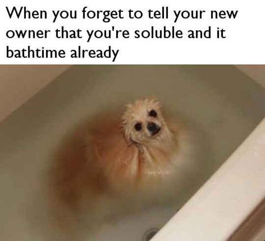 Soluble Dog