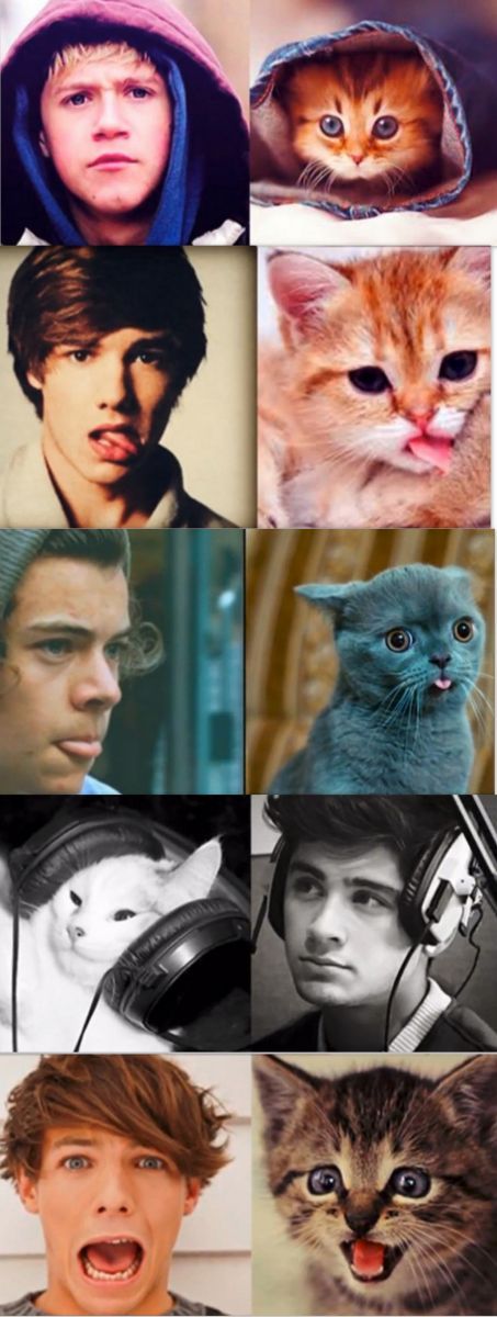 Look Alike Kitties