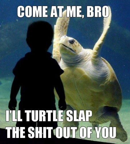 Angry Turtle