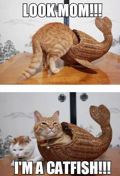 Happy Catfish