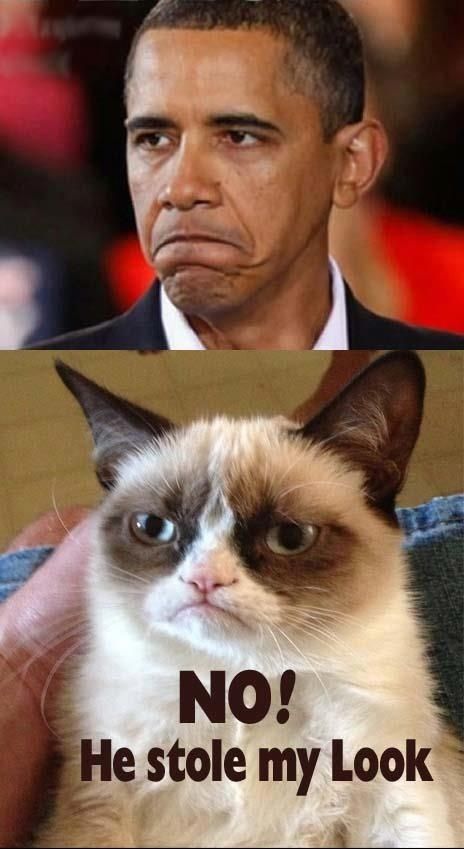 Grumpy Cat Not Happy