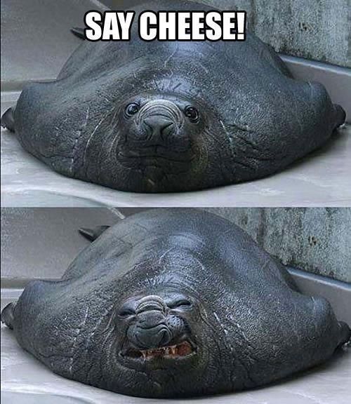 Cheeeese