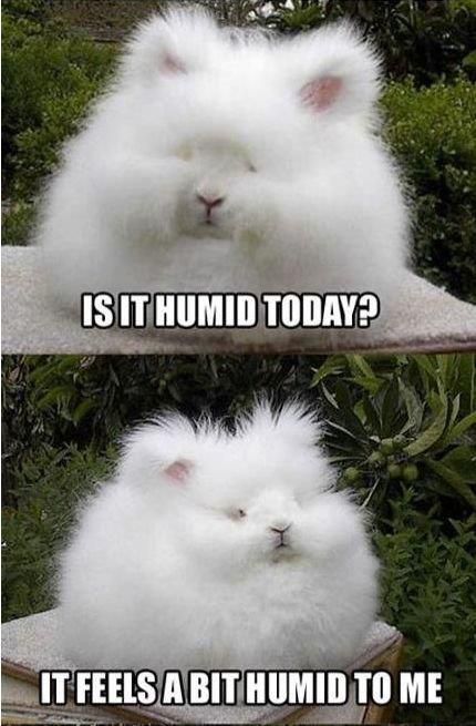 Is It Humid Today